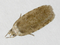 Agonopterix propinquella